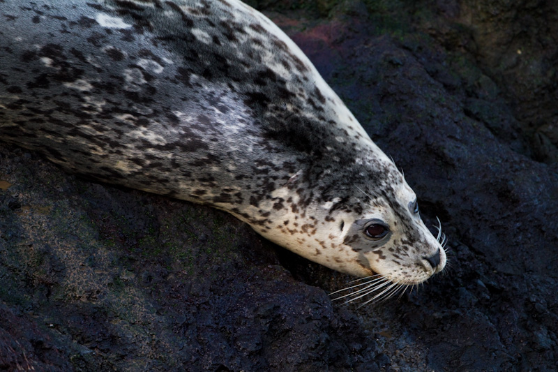 Harbor Seal